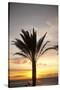 Palm Tree along Sea Promenade, Playa De Las Americas, Tenerife, Canary Islands, Spain-Guido Cozzi-Stretched Canvas