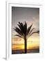 Palm Tree along Sea Promenade, Playa De Las Americas, Tenerife, Canary Islands, Spain-Guido Cozzi-Framed Photographic Print