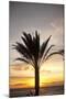 Palm Tree along Sea Promenade, Playa De Las Americas, Tenerife, Canary Islands, Spain-Guido Cozzi-Mounted Photographic Print