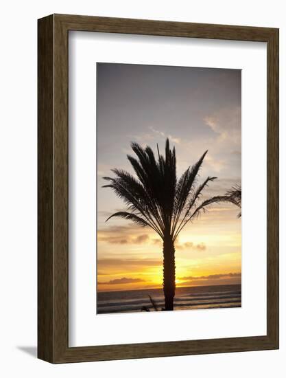 Palm Tree along Sea Promenade, Playa De Las Americas, Tenerife, Canary Islands, Spain-Guido Cozzi-Framed Photographic Print