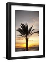 Palm Tree along Sea Promenade, Playa De Las Americas, Tenerife, Canary Islands, Spain-Guido Cozzi-Framed Photographic Print