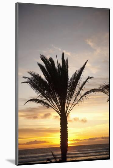 Palm Tree along Sea Promenade, Playa De Las Americas, Tenerife, Canary Islands, Spain-Guido Cozzi-Mounted Photographic Print