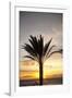 Palm Tree along Sea Promenade, Playa De Las Americas, Tenerife, Canary Islands, Spain-Guido Cozzi-Framed Photographic Print