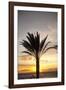 Palm Tree along Sea Promenade, Playa De Las Americas, Tenerife, Canary Islands, Spain-Guido Cozzi-Framed Photographic Print