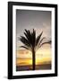 Palm Tree along Sea Promenade, Playa De Las Americas, Tenerife, Canary Islands, Spain-Guido Cozzi-Framed Photographic Print