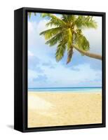 Palm Tree and Beach in the Maldives-John Harper-Framed Stretched Canvas