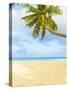 Palm Tree and Beach in the Maldives-John Harper-Stretched Canvas