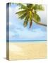 Palm Tree and Beach in the Maldives-John Harper-Stretched Canvas