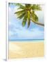 Palm Tree and Beach in the Maldives-John Harper-Framed Photographic Print