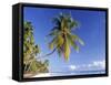 Palm Tree and Beach, Zanzibar, Tanzania-Peter Adams-Framed Stretched Canvas