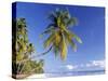 Palm Tree and Beach, Zanzibar, Tanzania-Peter Adams-Stretched Canvas