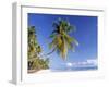 Palm Tree and Beach, Zanzibar, Tanzania-Peter Adams-Framed Photographic Print