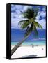 Palm Tree and Beach, Zanzibar, Tanzania-Peter Adams-Framed Stretched Canvas