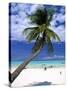 Palm Tree and Beach, Zanzibar, Tanzania-Peter Adams-Stretched Canvas