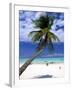 Palm Tree and Beach, Zanzibar, Tanzania-Peter Adams-Framed Photographic Print