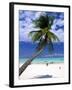 Palm Tree and Beach, Zanzibar, Tanzania-Peter Adams-Framed Photographic Print