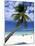 Palm Tree and Beach, Zanzibar, Tanzania-Peter Adams-Mounted Photographic Print