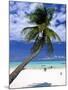 Palm Tree and Beach, Zanzibar, Tanzania-Peter Adams-Mounted Photographic Print