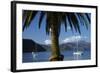 Palm Tree and Boats Moored in Picton Harbour, Marlborough Sounds, South Island, New Zealand-David Wall-Framed Photographic Print