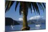 Palm Tree and Boats Moored in Picton Harbour, Marlborough Sounds, South Island, New Zealand-David Wall-Mounted Photographic Print