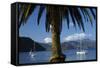 Palm Tree and Boats Moored in Picton Harbour, Marlborough Sounds, South Island, New Zealand-David Wall-Framed Stretched Canvas