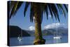 Palm Tree and Boats Moored in Picton Harbour, Marlborough Sounds, South Island, New Zealand-David Wall-Stretched Canvas