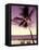Palm Tree and Indian Ocean at Dusk, Maldives-Michele Westmorland-Framed Stretched Canvas