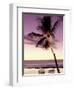 Palm Tree and Indian Ocean at Dusk, Maldives-Michele Westmorland-Framed Photographic Print