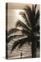 Palm Tree and Men at Sunset, Stone Town, Zanzibar, Tanzania-Alida Latham-Stretched Canvas