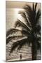 Palm Tree and Men at Sunset, Stone Town, Zanzibar, Tanzania-Alida Latham-Mounted Photographic Print