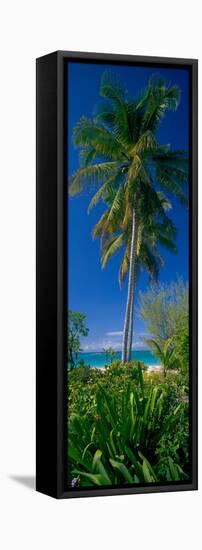 Palm Tree and Plants on the Beach, Cat Island, Bahamas-null-Framed Stretched Canvas
