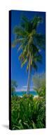 Palm Tree and Plants on the Beach, Cat Island, Bahamas-null-Stretched Canvas