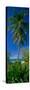 Palm Tree and Plants on the Beach, Cat Island, Bahamas-null-Stretched Canvas