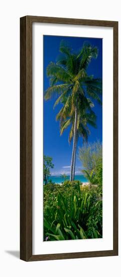 Palm Tree and Plants on the Beach, Cat Island, Bahamas-null-Framed Photographic Print