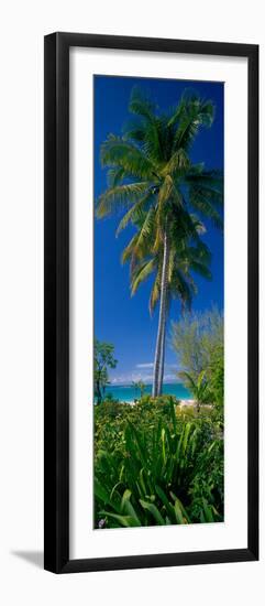 Palm Tree and Plants on the Beach, Cat Island, Bahamas-null-Framed Photographic Print