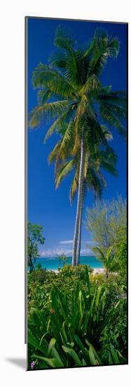 Palm Tree and Plants on the Beach, Cat Island, Bahamas-null-Mounted Photographic Print