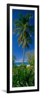 Palm Tree and Plants on the Beach, Cat Island, Bahamas-null-Framed Photographic Print