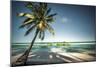 Palm Tree and Shadows on a Tropical Beach, Praia Dos Carneiros, Brazil-Dantelaurini-Mounted Photographic Print