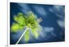 Palm Tree and Starry Sky, Koh Samui, Thailand-Jon Arnold-Framed Photographic Print