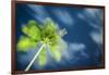 Palm Tree and Starry Sky, Koh Samui, Thailand-Jon Arnold-Framed Photographic Print