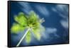 Palm Tree and Starry Sky, Koh Samui, Thailand-Jon Arnold-Framed Stretched Canvas