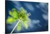 Palm Tree and Starry Sky, Koh Samui, Thailand-Jon Arnold-Stretched Canvas