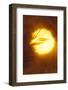 Palm tree and sunset abstract.-Stuart Westmorland-Framed Photographic Print