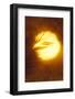 Palm tree and sunset abstract.-Stuart Westmorland-Framed Photographic Print