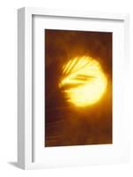 Palm tree and sunset abstract.-Stuart Westmorland-Framed Photographic Print