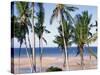 Palm Tree and Tropical Beach on the Coast of Mozambique, Africa-Groenendijk Peter-Stretched Canvas