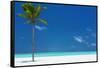 Palm tree and tropical beach, The Maldives, Indian Ocean, Asia-Sakis Papadopoulos-Framed Stretched Canvas