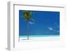 Palm tree and tropical beach, The Maldives, Indian Ocean, Asia-Sakis Papadopoulos-Framed Photographic Print