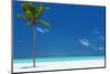 Palm tree and tropical beach, The Maldives, Indian Ocean, Asia-Sakis Papadopoulos-Mounted Photographic Print