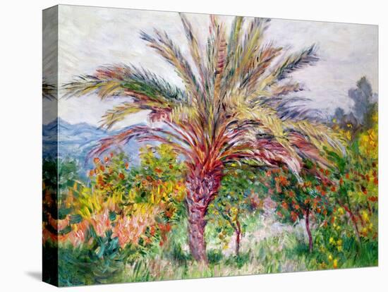 Palm Tree at Bordighera, C.1884-Claude Monet-Stretched Canvas